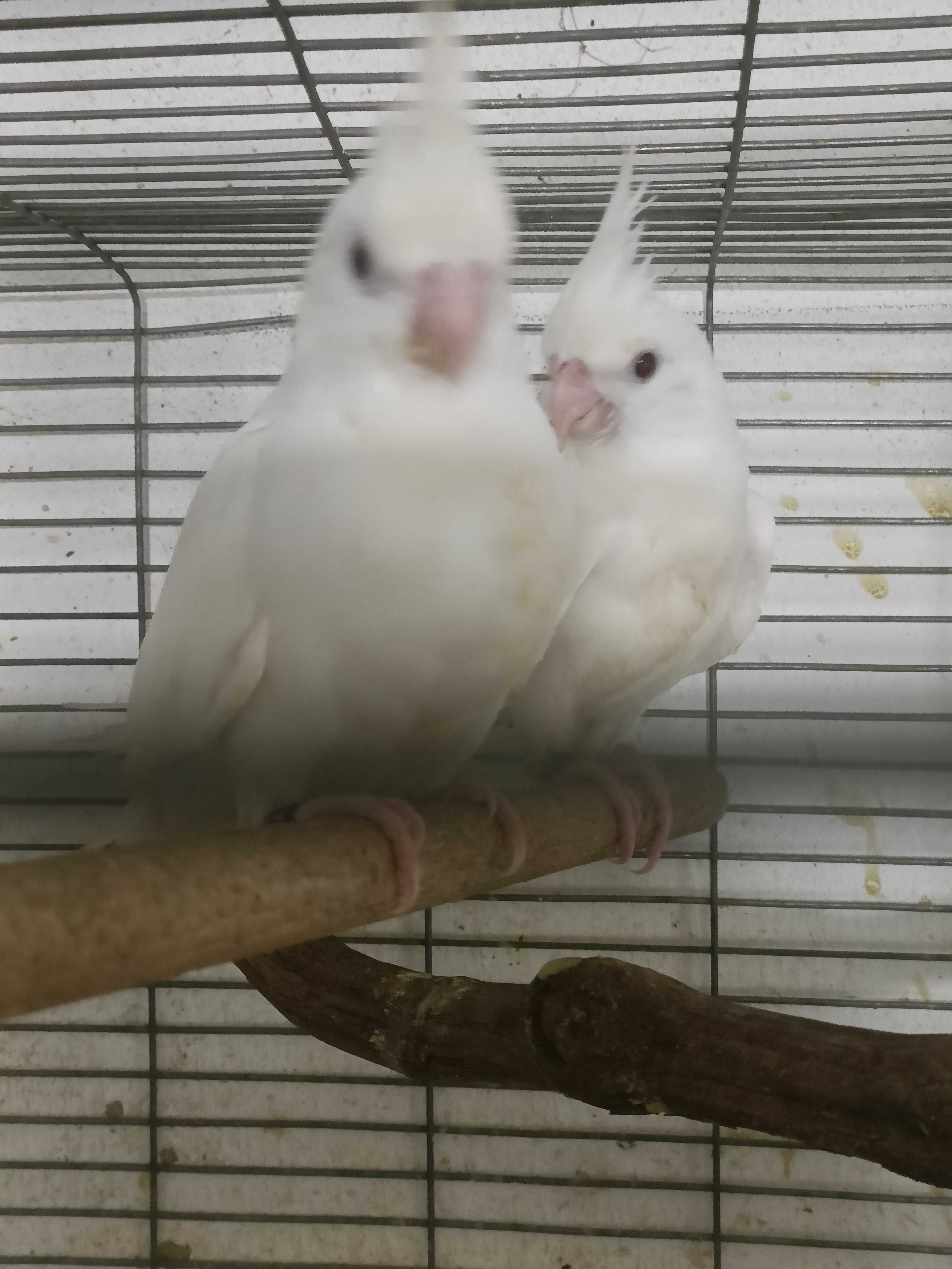 Casal de caturras albinas criadas a mão.