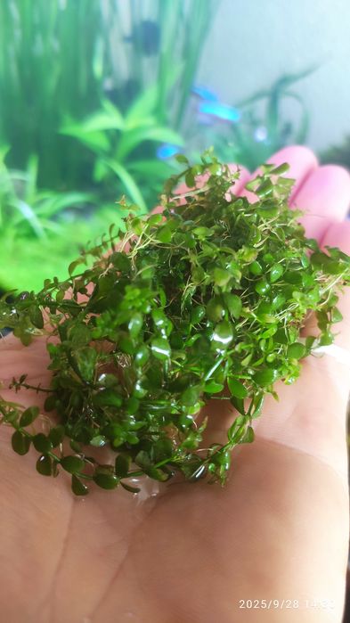 Hemianthus - mały cheniek.