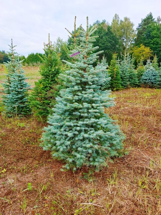 Świerk Kłujący cięty 175 - 250 cm lub w donicy 60-180 cm/ TuChoinki.pl