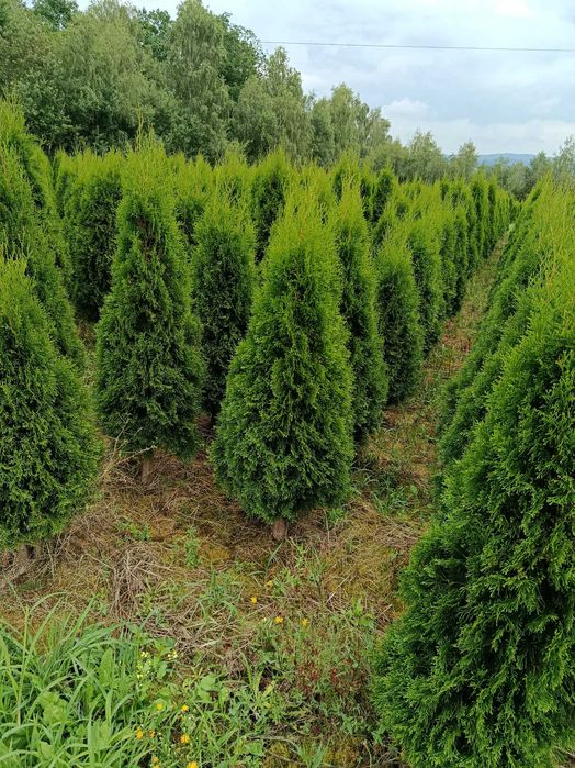 Tuja szmaragd, brabant, świerk, jodła, sosna,SADZIMY