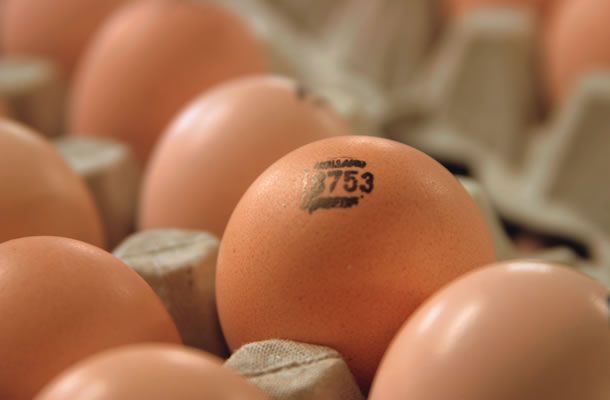 Инкубационноые яйца КОББ 500 Европа