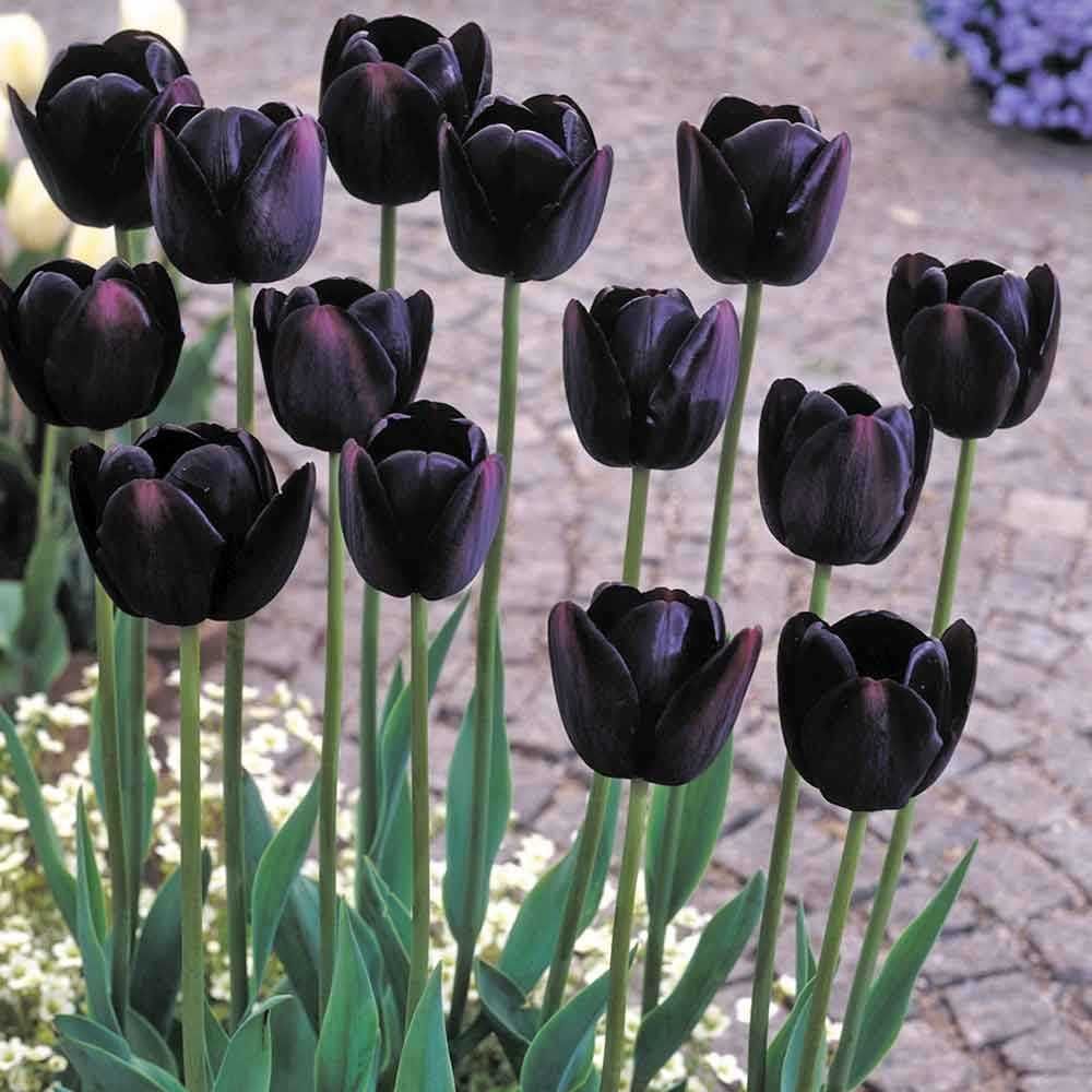 TULIPANY Cebulki  50 szt. cebule TULIPANA Mix Kolorów TULIPANÓW