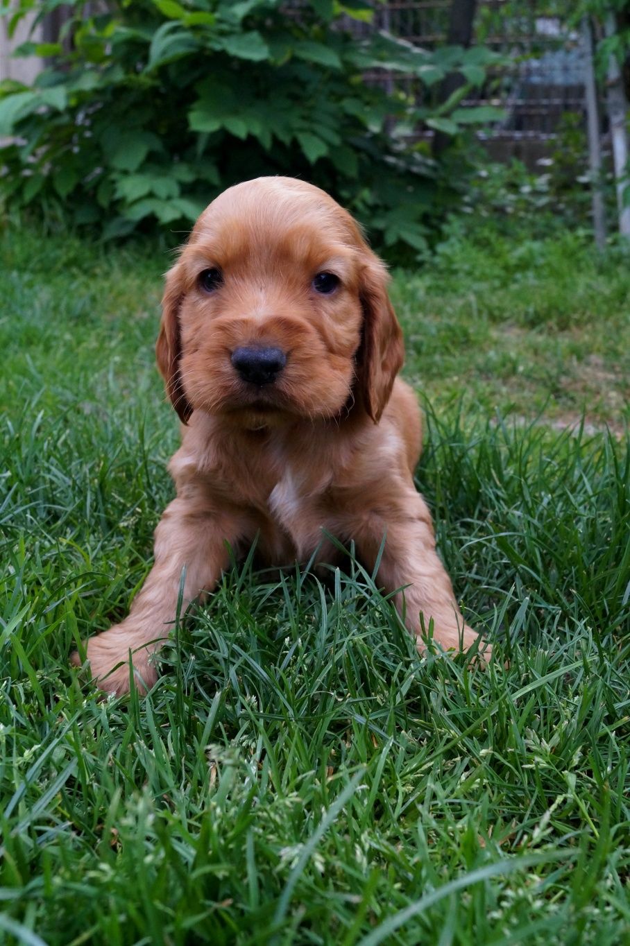 Śliczny Cocker spaniel