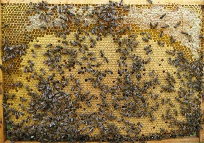 Бджолопакети відводи сімї