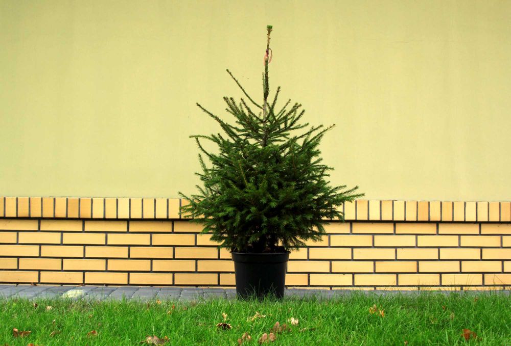 Świerk pospolity kopany z korzeniami - W DONICZCE 70-90cm ŚWIĄTECZNY