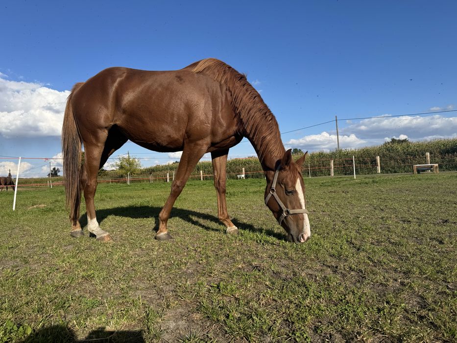 3 letnia Klacz polecam