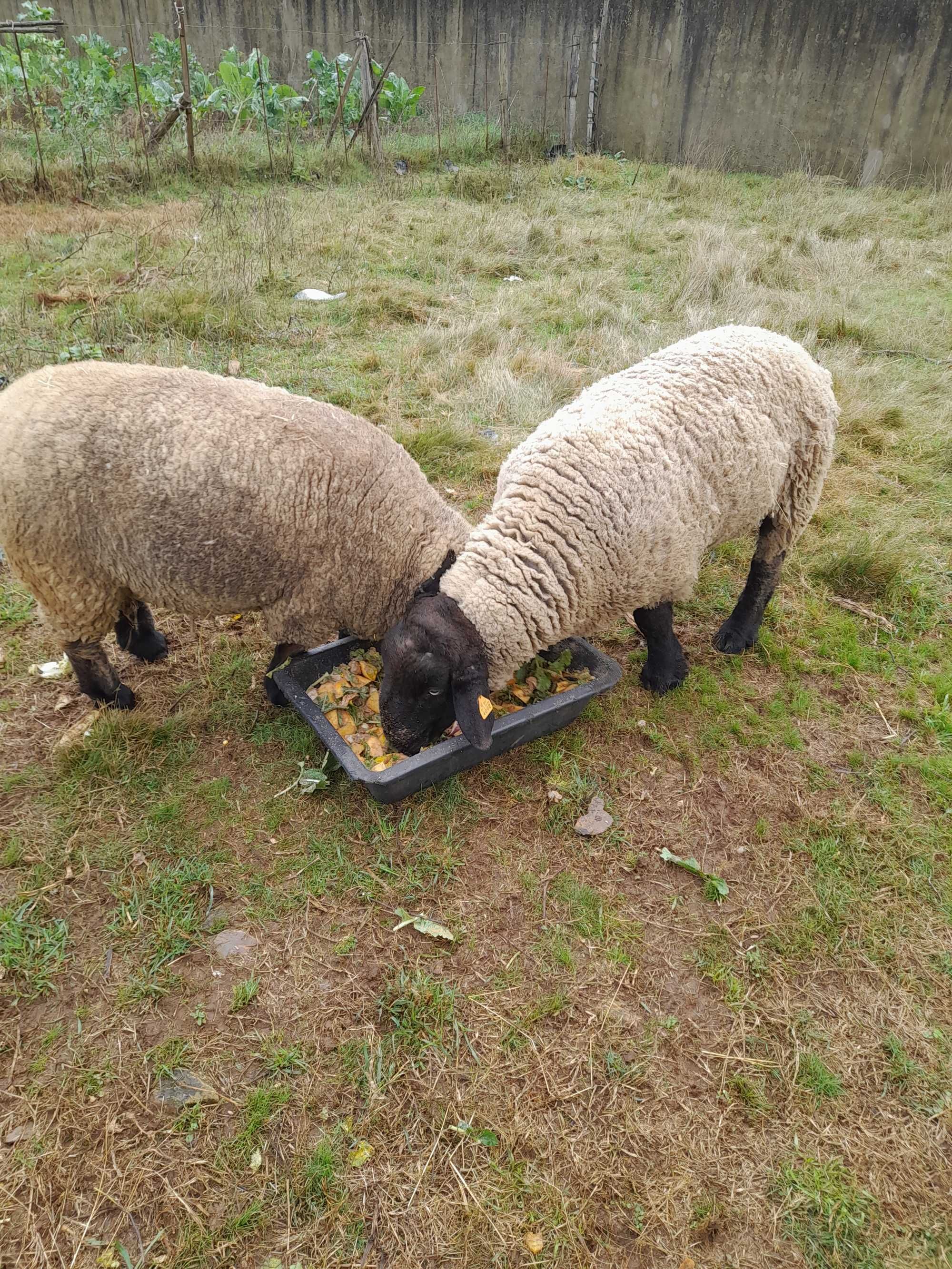 Animais de quinta para limpeza de terrenos