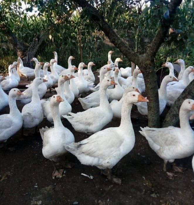 Gęś Owsiana - Tuszki