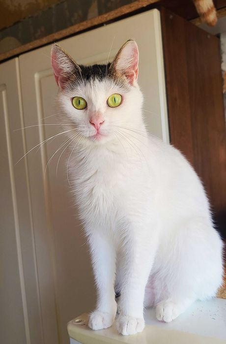 Грайлива Тутсі чекає свою людину! 1рік, кішка, кіт кошеня кошка