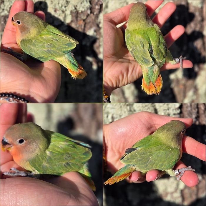 Agapórnis Domesticados