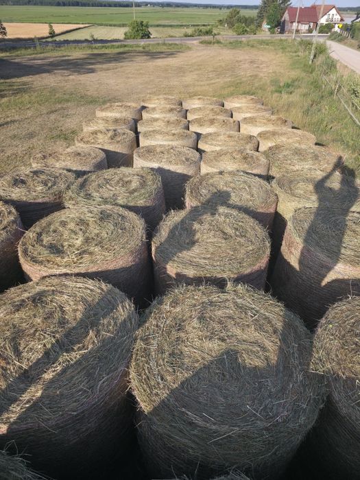 Siano w belach bele pierwszy pokos dla koni
