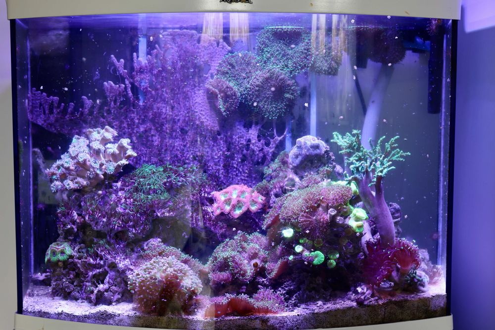 Akwarium morskie Reef Max 105l
