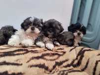 Shih tzu szczeniaczek gotowy do odbioru