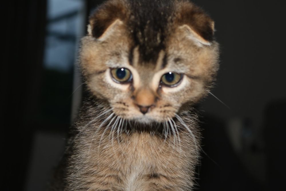 um gatinho  scottish fold golden