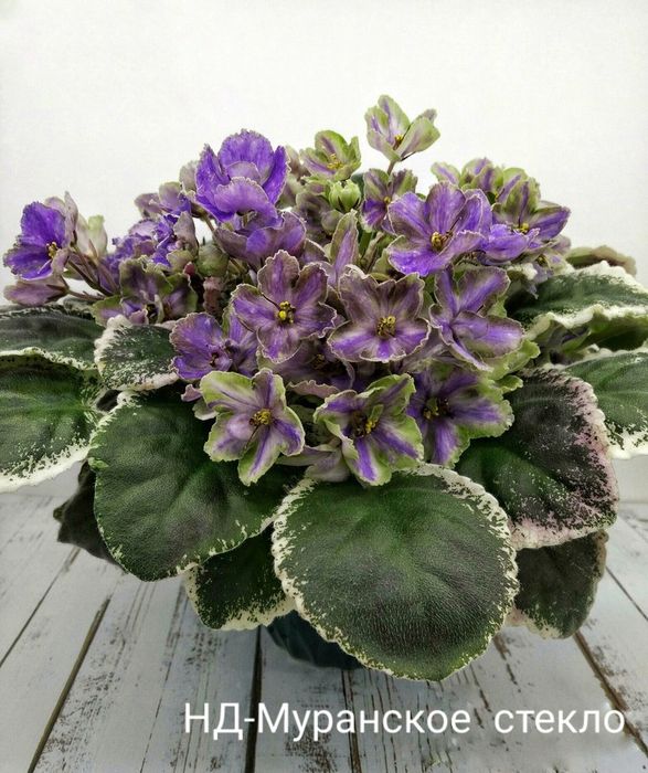 Фиалки. Детки сортовых фиалочек.