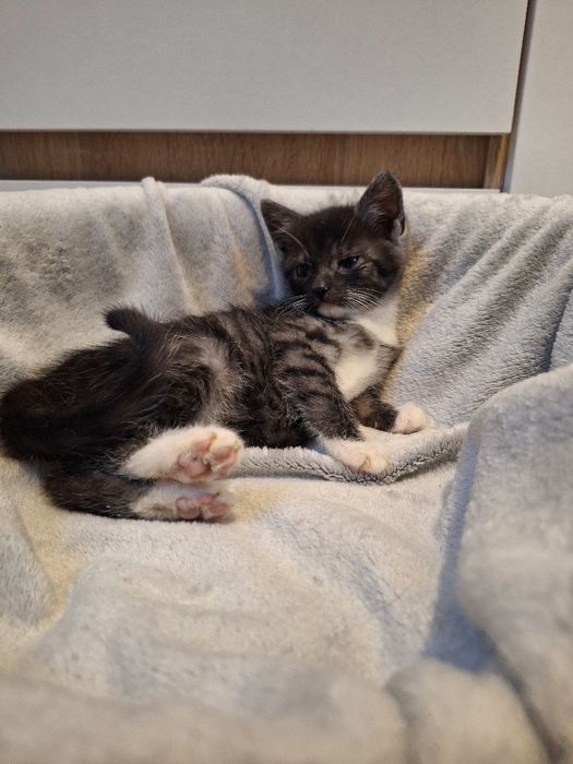 Kotka do adopcji