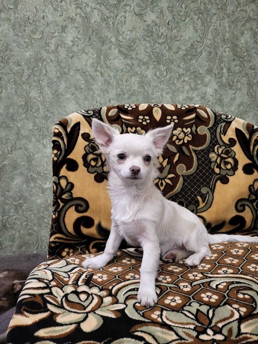 Продам щенков чихуахуа