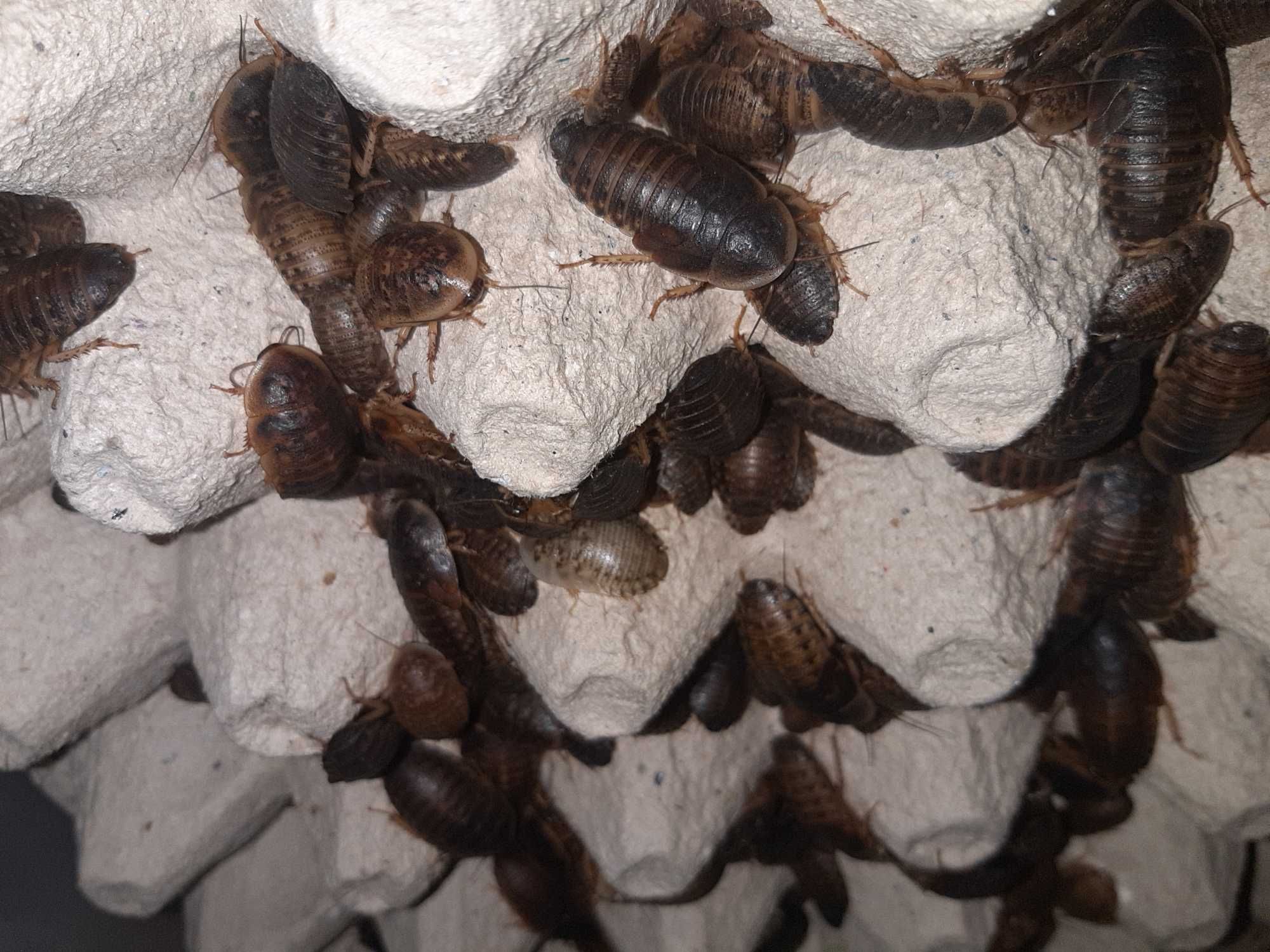 Аргентинские тараканы Blaptica Dubia крупны средний Кормовые насекомые