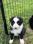 Piesek border collie gotowy do odbioru