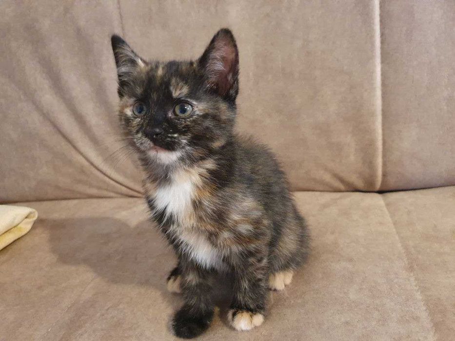 Двоє кошенят шукають турботливу родину. Народжені 15.09