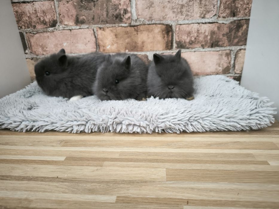 Króliczki karzełki puszyste mini króliki