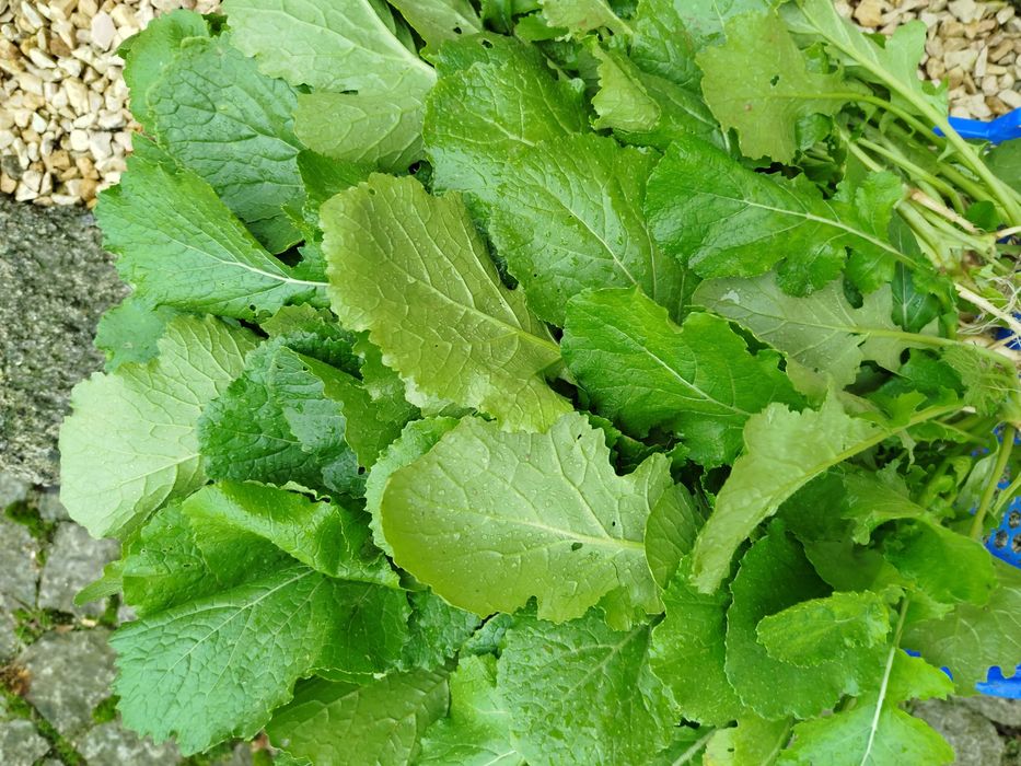 Nabiças apanhadas na hora no campo!