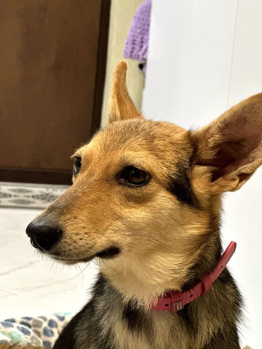 Дуже чемна дівчинка Лора шукає свою сім'ю