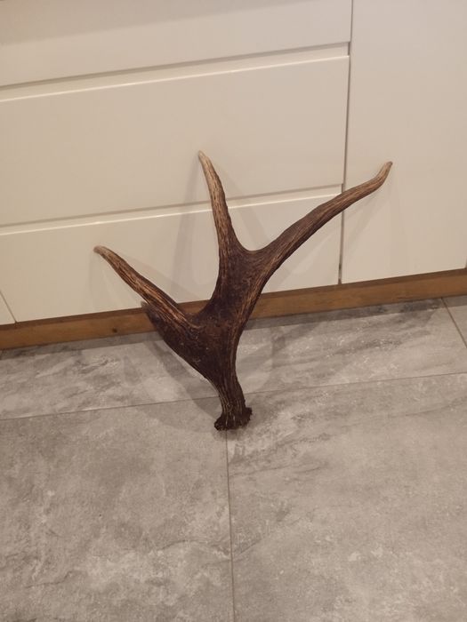 Poroże jelenia 3,2kg