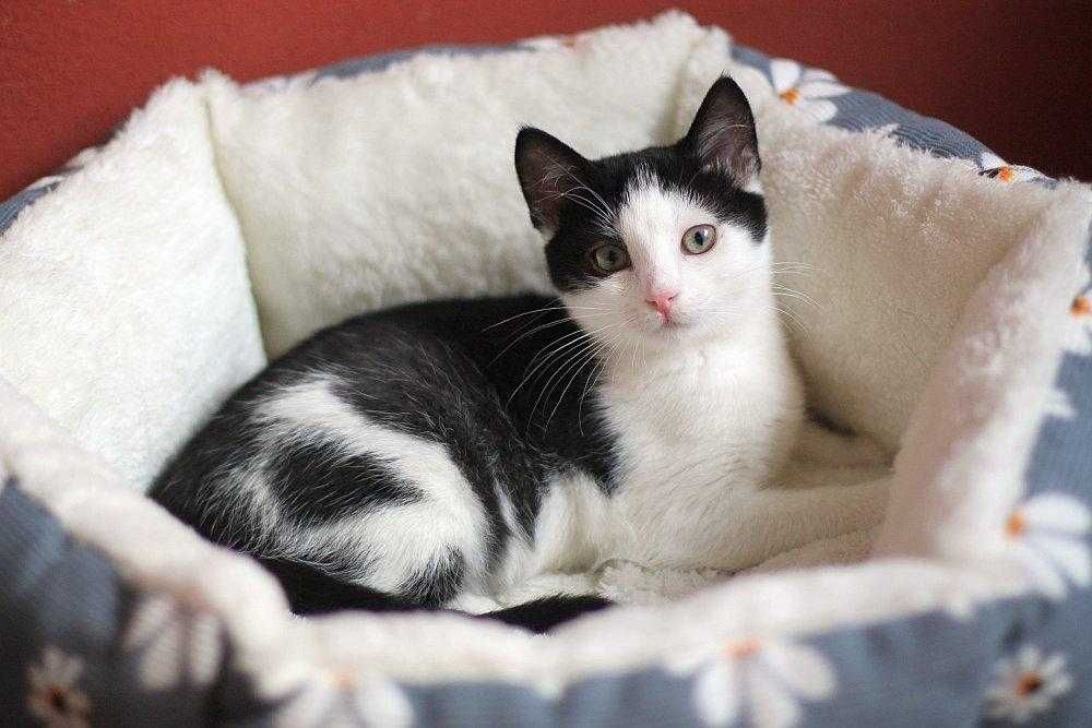 Piękna, trzy i półmiesięczna kotunia do adopcji!