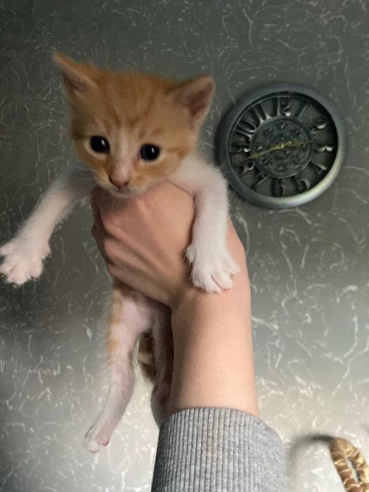 кошенята сіамської кішки