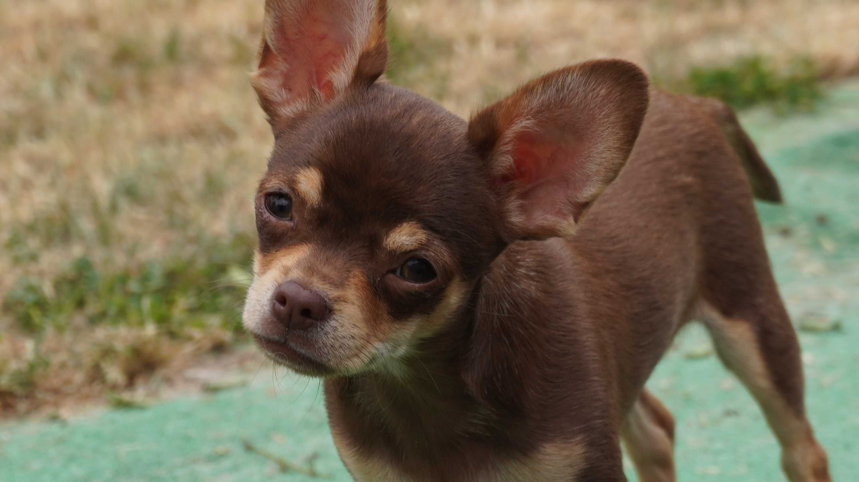 Czekoladowy piesek Chihuahua krótkowłosy - ZKwP/FCI