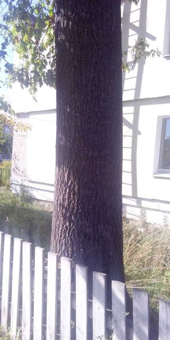 Отдам дуб дерево даром на дрова, стройматериалы и т.д.