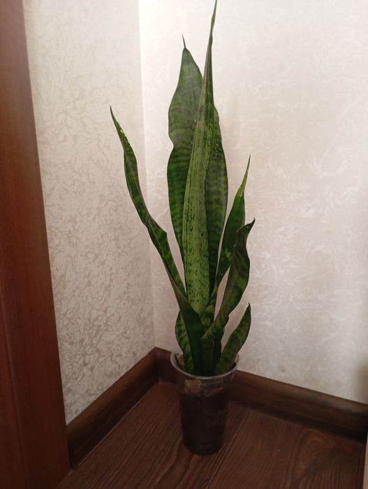 Філодендрон лайм, папірус, н-джой, каланхоє