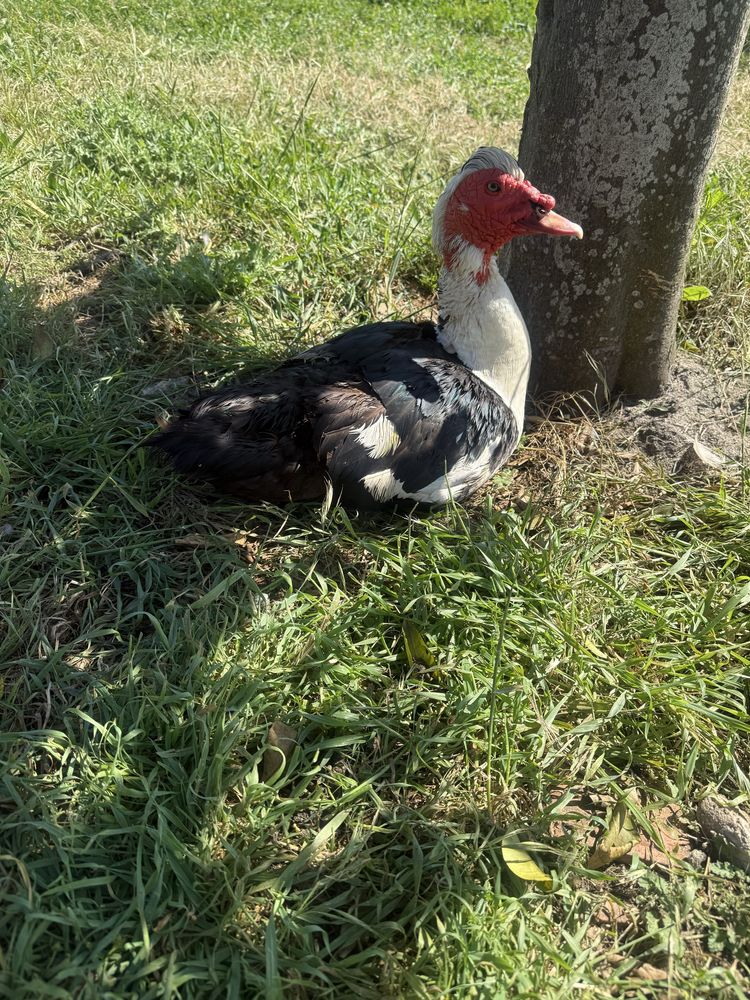 Patos mudos machos vivos e ovos de patas