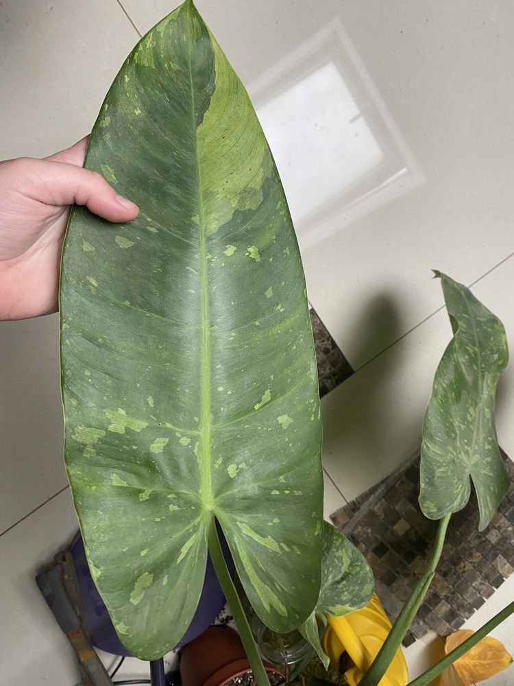 Monstera Variegata, jose buono