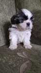 Piesek rasy shih tzu