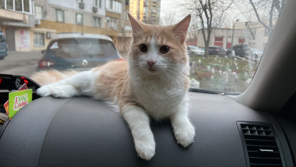 Прилаштовується котик хлопчик, вік 1 рік