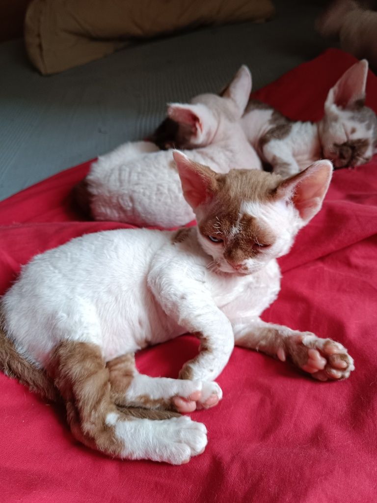 Kocurek devon rex