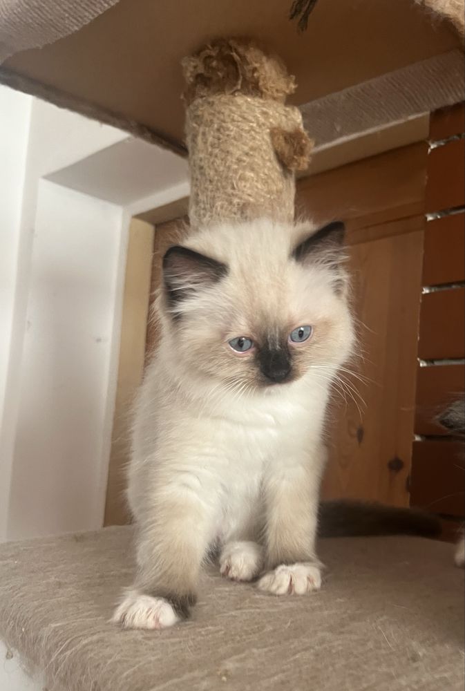 Ragdoll koci chłopczyk
