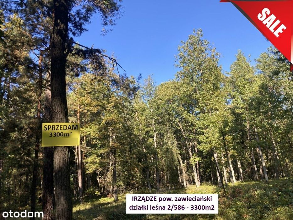 Sale - 5% Działka leśna (las dębowy 100-letni) 3300m2 tylko 13.500 zł