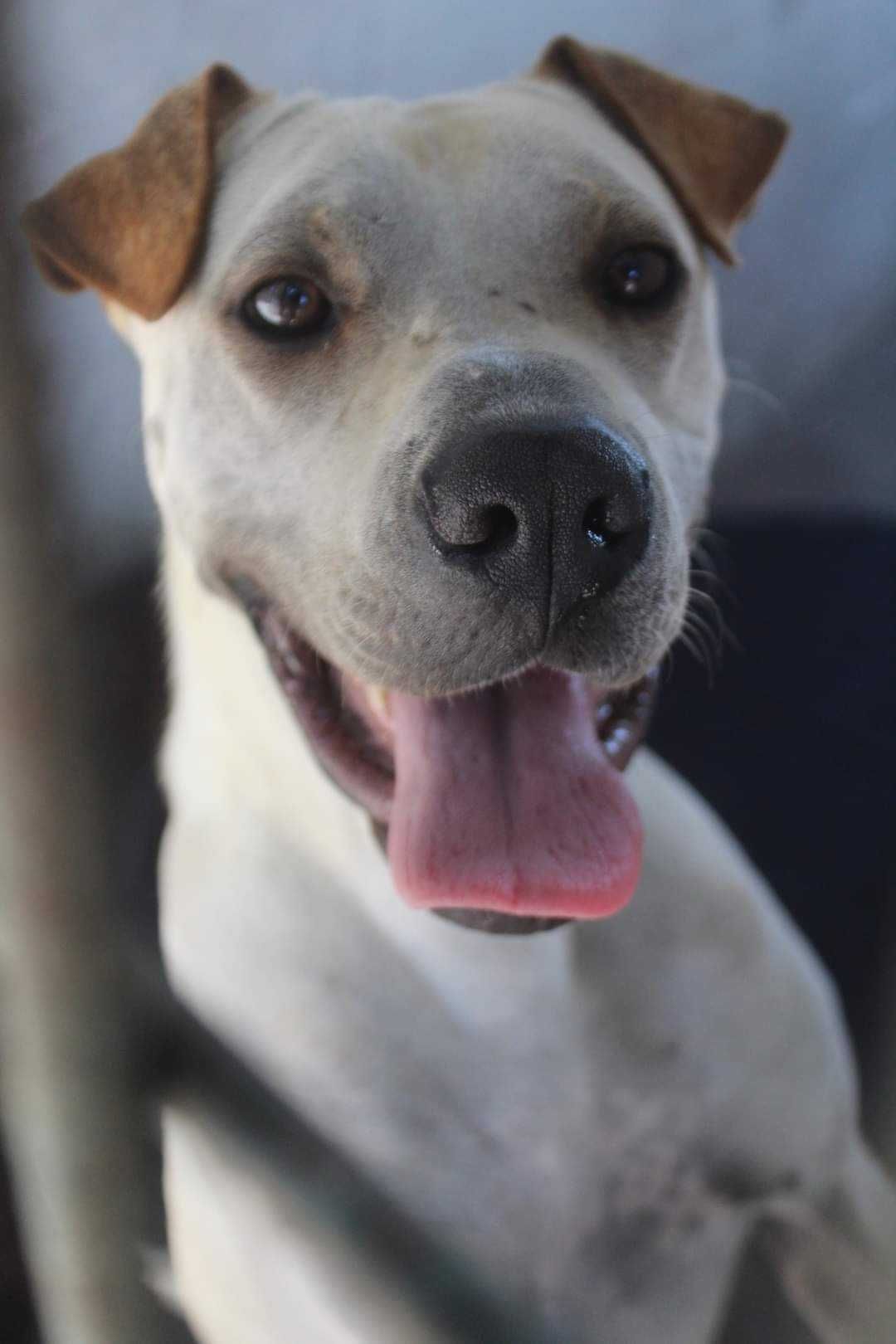 SIMBA (Macho, Adulto) Para Adopção