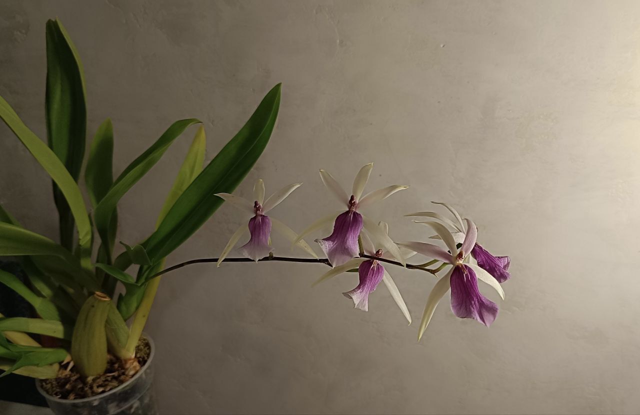 Орхидея камбрия мильтассия  Miltassia Estrelita 'Sweet Senorita
