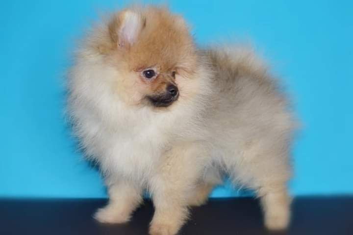 Pomeranian, szpic miniaturowy