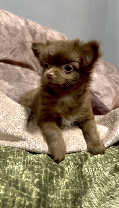 Мала  красуня чихуахуа