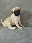 Mops * Gotowy do odbioru*