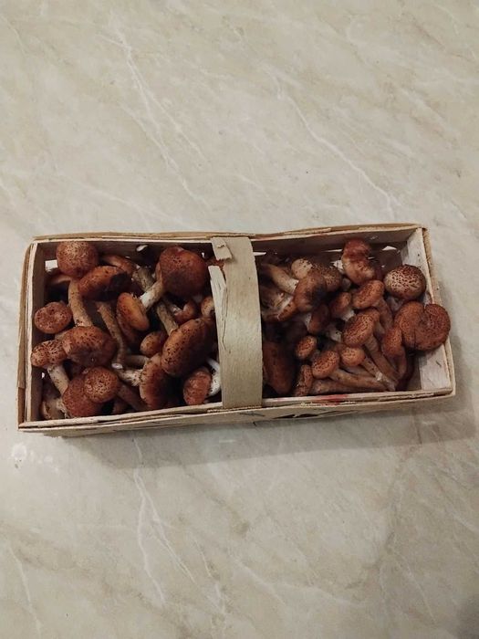 Opieńki świeże  leśne