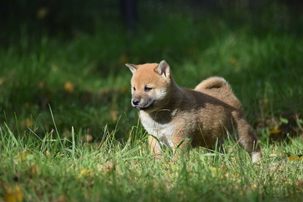 Shiba z rodowodem po Championach - ojciec z Japoni
