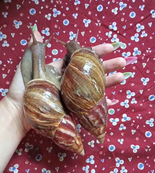 Ахатина фулика стандарт