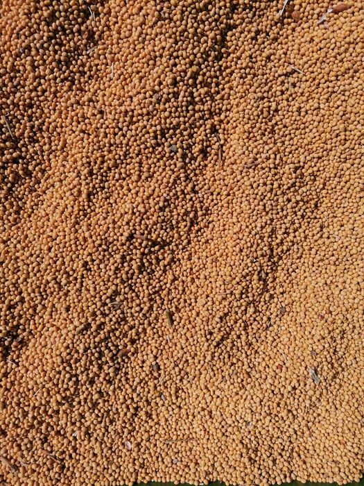 Soja Amiata do siewu