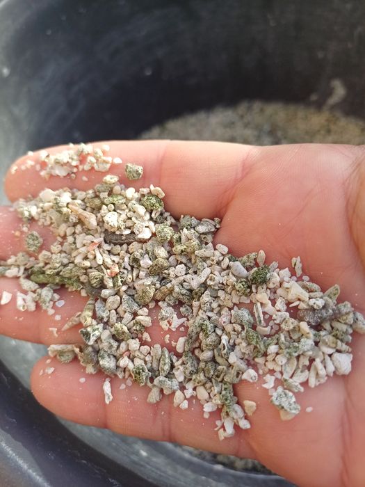 Areao de coral Zanzibar